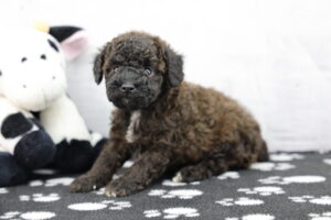 Toy Poodle puppy