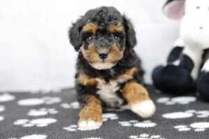 Toy Poodle puppy