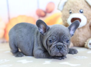 French Bulldog puppy