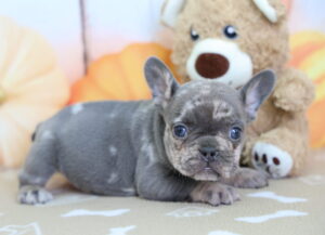 French Bulldog puppy