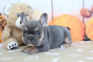 French Bulldog puppy