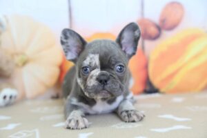 French Bulldog puppy