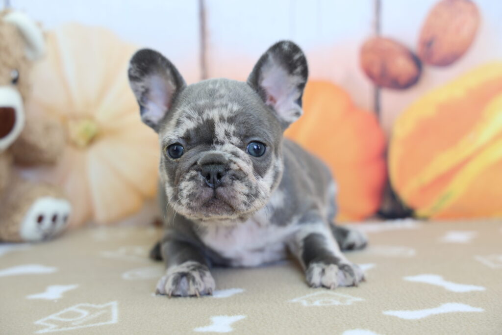 Hank