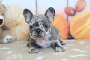 French Bulldog puppy