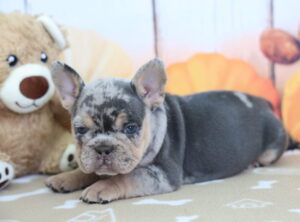 French Bulldog puppy