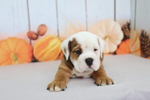Beabull puppy