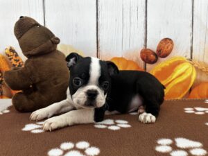 Boston Terrier puppy