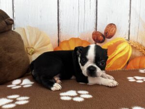 Boston Terrier puppy