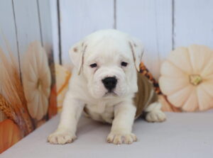 Beabull puppy
