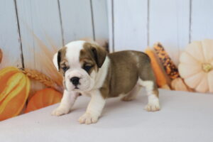 Beabull puppy