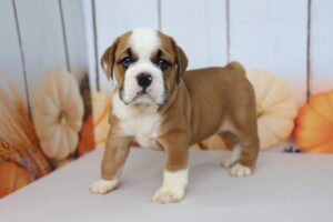 Beabull puppy