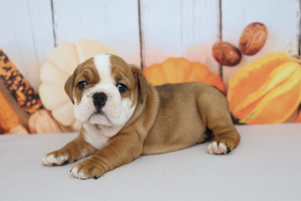 Sweet Potato