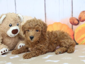 Miniature Goldendoodle puppy