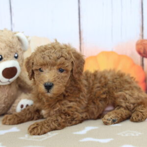 Miniature red Goldendoodle puppy named Michael lounging with a teddy bear and pumpkin props at Happiness Is Pets Indianapolis
