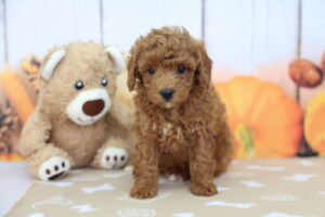 Miniature Goldendoodle puppy