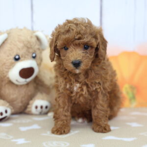 Brown toy poodle puppy on blanket with stuffed teddy and autumn pumpkin backdrop for Happiness Is Pets listing
