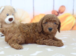 Miniature Goldendoodle puppy