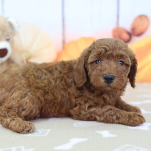 Miniature red Goldendoodle puppy Margarita lying on a blanket beside a stuffed bear in Happiness Is Pets Schererville listing