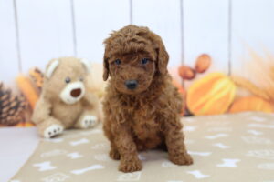 Miniature Goldendoodle puppy