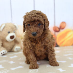 Amaretto red miniature Goldendoodle puppy portrait at Happiness Is Pets Schererville with stuffed bear backdrop