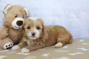 CotonPoo puppy