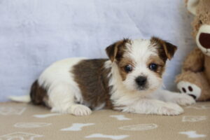 Morkie puppy