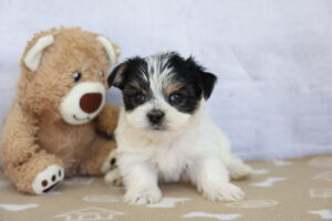 Morkie puppy