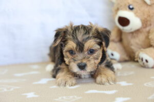 Morkie puppy