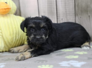 Schnorkie puppy