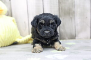 Schnorkie puppy
