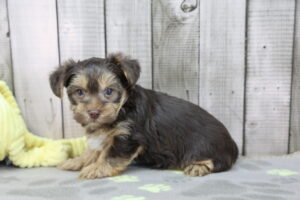 Yorkshire Terrier puppy