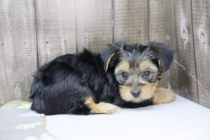 Yorkshire Terrier puppy