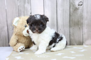 Havanese puppy
