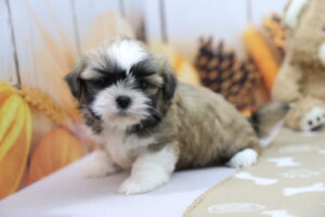 Teddy Bear puppy