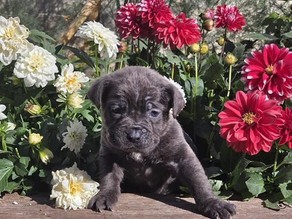Bubba