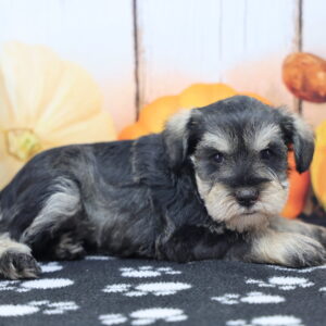 Annabelle miniature schnauzer puppy lying on patterned blanket with autumn pumpkin props at Happiness Is Pets Indianapolis