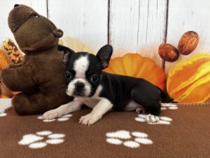 Boston Terrier puppy