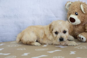 CotonPoo puppy