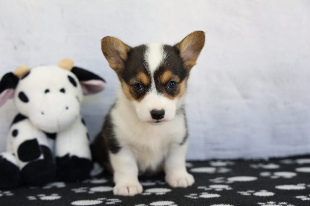 Carmello