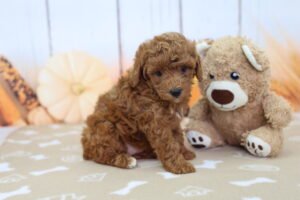 Miniature Goldendoodle puppy