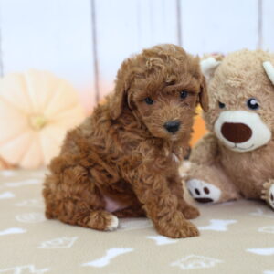 Red miniature Goldendoodle puppy Carrie posed beside a plush teddy bear on a soft patterned blanket at Happiness Is Pets