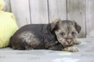 Schnorkie puppy