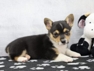 Pembroke Welsh Corgi puppy