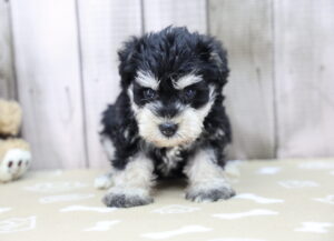 Miniature Schnauzer puppy