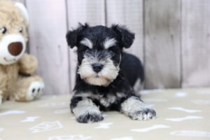 Miniature Schnauzer puppy