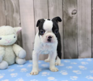 Boston Terrier puppy