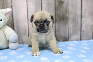 Pug puppy