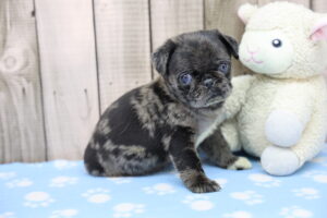 Pug puppy