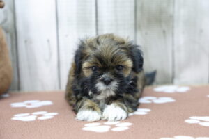 Shih Tzu puppy