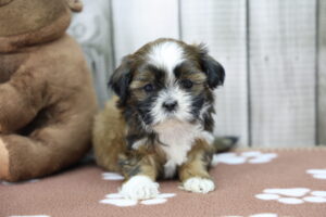 Shih Tzu puppy
